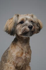 Friendly yorkshire terrier doggy with well groomed fur