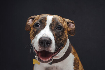 Joyful staffordshire terrier dog posing against dark background