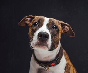 Portrait of cute american dog against dark background