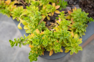 A plant with green leaves blooming on the flower bed.
