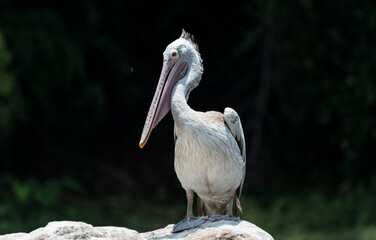 Spot Billed pelican Bird heating in the sun. Clicked this Image from Karnataka, India