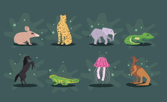 eight nice animals