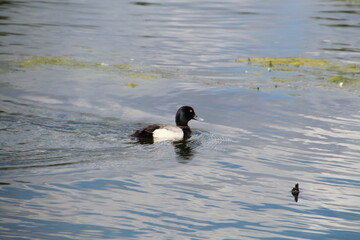 Life On The Lake, William Hawrelak Park, Edmonton, Alberta