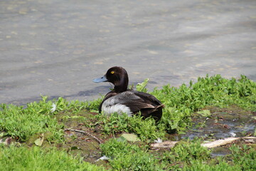 duck resting, William Hawrelak Park, Edmonton, Alberta
