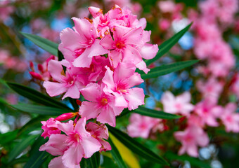 Close-up of blossoming of oleander in the fields in the spring