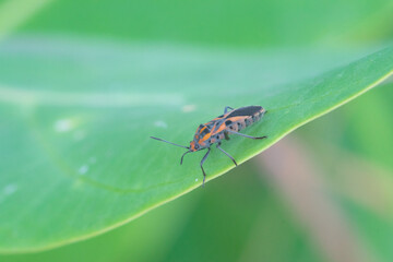 Close-up photo of a beautiful insect perched on a leaf