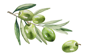 Green olive fruit. Branch with olives with leaves on a white background. Hand drawn watercolor painting.