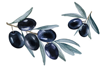 Black olive fruit. Branch with ripe olives on a white background. Hand drawn watercolor illustration.