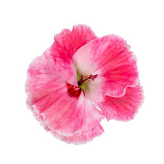 Bud of bright beautiful pink flower with large petals isolated on white, top view.
