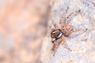 Male Menemerus semilimbatus spider posed on a rock waiting for preys. High quality photo