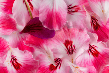 Fototapeta na wymiar Floral pink petals background texture, close-up, top view.