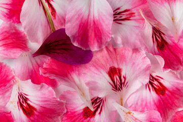 Floral pink petals background texture, close-up, top view.