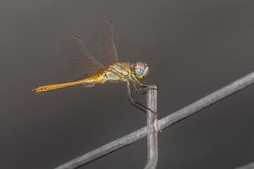 Red-veined darter dragonfly, Sympetrum fonscolombii, resting on a metal fence. High quality photo
