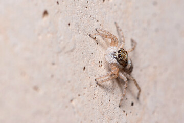 Female Menemerus semilimbatus spider staring from a concrete wall. High quality photo