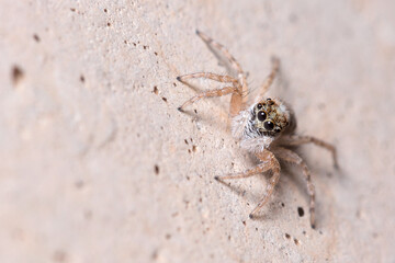 Female Menemerus semilimbatus spider staring from a concrete wall. High quality photo