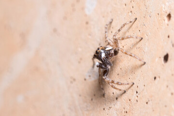 Male Menemerus semilimbatus spider posed on a wall waiting for preys. High quality photo
