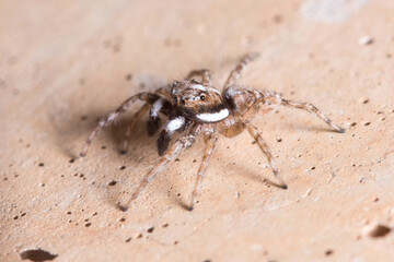 Male Menemerus semilimbatus spider posed on a wall waiting for preys. High quality photo