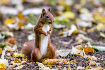 Eichhörnchen (Sciurus vulgaris)