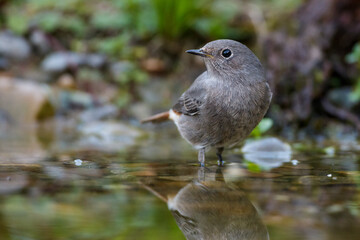 Hausrotschwanz (Phoenicurus ochruros) Weibchen