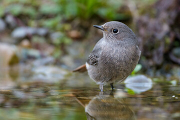 Hausrotschwanz (Phoenicurus ochruros) Weibchen