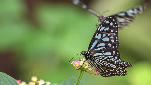 Two Blue Butterfly Takes Off Slow Motion. 