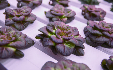 Lettice growing in hydroponic greenhouse under UV light