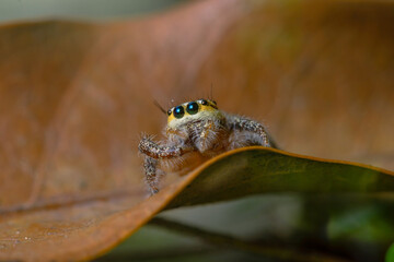 These spiders are known to eat small insects such as grasshoppers, flies, bees and other small spiders,
closeup macro in Hyllus semicupreus Jumping Spider.