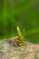 These spiders are known to eat small insects such as grasshoppers, flies, bees and other small spiders,
closeup macro in Hyllus semicupreus Jumping Spider.