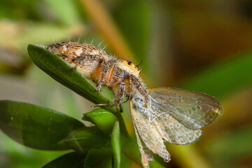 These spiders are known to eat small insects such as grasshoppers, flies, bees and other small spiders,
closeup macro in Hyllus semicupreus Jumping Spider.