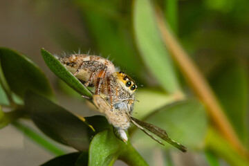 These spiders are known to eat small insects such as grasshoppers, flies, bees and other small spiders,
closeup macro in Hyllus semicupreus Jumping Spider.