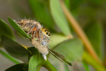 These spiders are known to eat small insects such as grasshoppers, flies, bees and other small spiders,
closeup macro in Hyllus semicupreus Jumping Spider.
