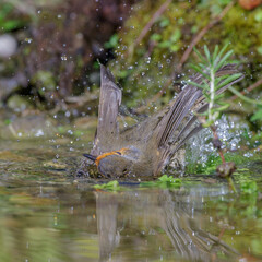 Rotkehlchen (Erithacus rubecula)