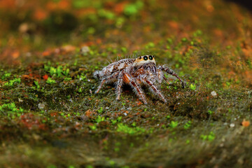 These spiders are known to eat small insects such as grasshoppers, flies, bees and other small spiders,
closeup macro in Hyllus semicupreus Jumping Spider.