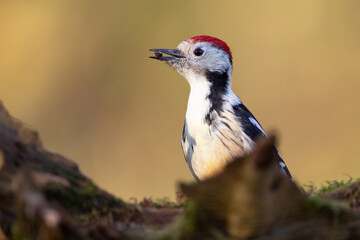 Dendrocopos major, Great spotted woodpecker .
