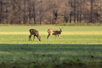Roe deer, capreolus capreolus, standing on pasture.