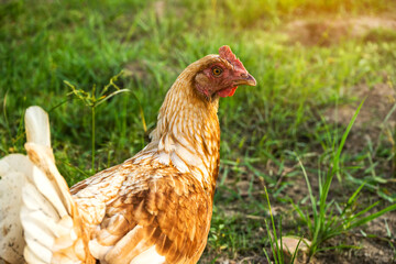 An Organic Free Range wild Brown Chicken on a traditional poultry farm walking on a Grass field at sunset with the background of a natural tree. Agriculture nature farm concept