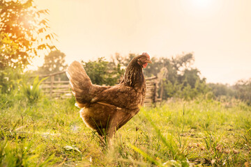 An Organic Free Range wild Brown Chicken on a traditional poultry farm walking on a Grass field at...