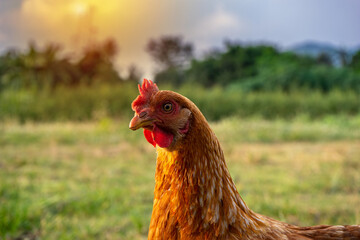 Organic Free Range wild Brown Chicken poultry on a traditional poultry farm walking on a Grass field at sunset with a mountain Background. Agriculture nature farm concept