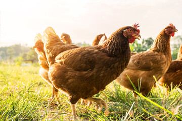 A flock of Organic Free Range wild Brown Chickens on a traditional poultry farm walking on a Grass field at sunset with a mountain Background. Agriculture nature farm concept. Selective focus