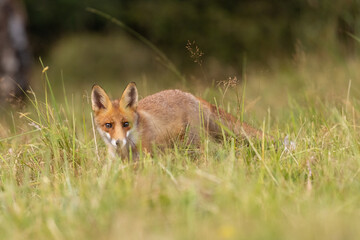 Red fox, vulpes vulpes, walking on green meadow in autumn nature. Wild predator moving in wilderness.