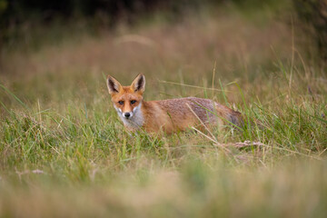 Naklejka na ściany i meble Red fox, vulpes vulpes, walking on green meadow in autumn nature. Wild predator moving in wilderness.