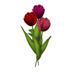 Isolated bouquet of three tulips