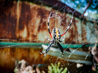 Witzi araña