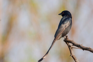 Black drongo