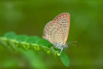 Macro close-up butterfly in wild meadow and flowers on beautiful blurred soft yellow green background