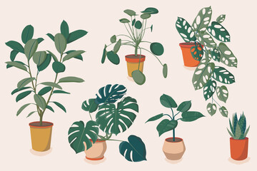 Set of different houseplants. Ficus, monstera, succulent, pilea in various pot, vase. Scandinavian cozy home decor. Flat vector cartoon icons illustration isolated collection