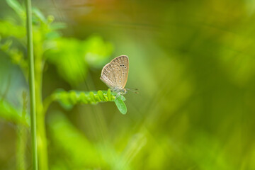 Macro close-up butterfly in wild meadow and flowers on beautiful blurred soft yellow green background