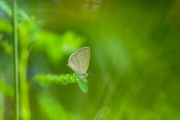 Macro close-up butterfly in wild meadow and flowers on beautiful blurred soft yellow green background