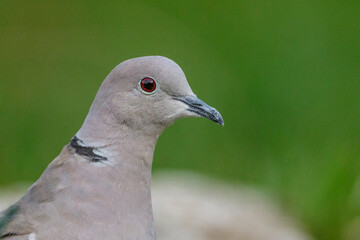 Türkentaube (Streptopelia decaocto)
