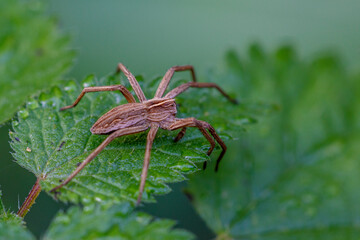 Listspinne (Pisaura mirabilis)